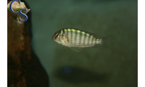 Pseudosimochromis curvifrons Isanga